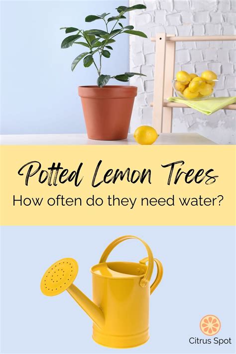 when to water lemon tree using moisture meter|how to water potted lemon trees.